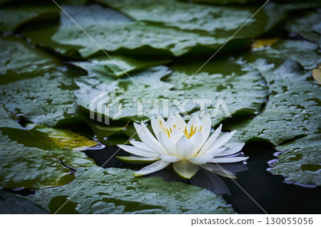 白睡蓮鮮花盛開在池塘里 130055056