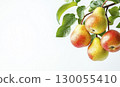 Pears hanging on tree branch with green leaves isolated on white background, copy space 130055410