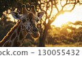 Giraffe standing in golden savanna at dramatic sunset with silhouette of tree and clouds, copy space 130055432