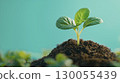 Green sprout growing in soil with blurred background in close up view 130055439