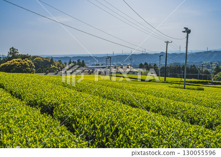 Scenery of the tea fields at Sayo no Nakayama in Shimada City (Shizuoka Prefecture) 130055596