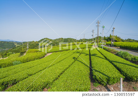 島田市佐用中山茶園風景(靜岡縣) 島田市佐用中山茶園風景(靜岡縣) 130055597