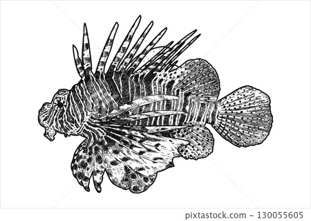 Hand drawn lionfish. Underwater world. Vector illustration 130055605