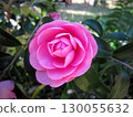 美麗的粉紅色山茶花 130055632