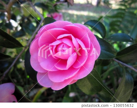 美麗的粉紅色山茶花 美麗的粉紅色山茶花 130055632