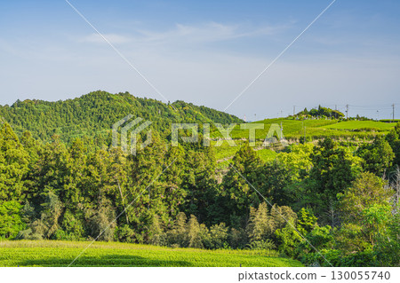 靜岡縣掛川市佐用中山茶園風景 130055740