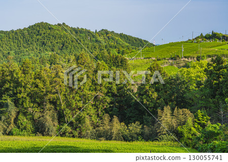 靜岡縣掛川市佐用中山茶園風景 130055741