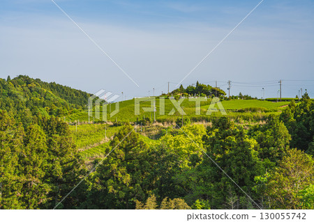 靜岡縣掛川市佐用中山茶園風景 靜岡縣掛川市佐用中山茶園風景 130055742