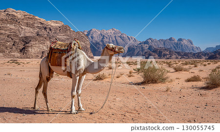 Desert Camel Standing Alone in Vast Arid Landscape Under Soft Light 130055745