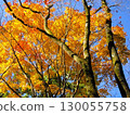 藍天下的黃色樹木和樹葉 130055758