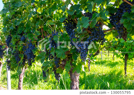 Vineyards in summer harvest. Large bunches of red wine grapes in sunny weather. Vineyards in summer harvest. Large bunches of red wine grapes in sunny weather. 130055795