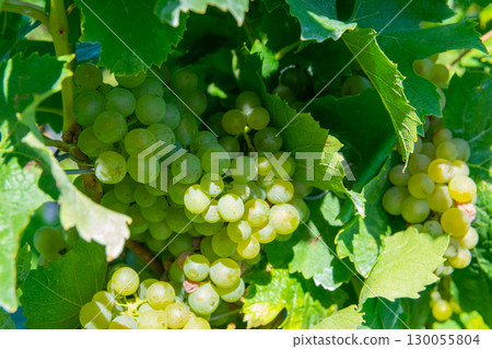 Large bunches of red wine grapes in vineyard. Rows of grape trees. Green vineyards for wine production. 130055804