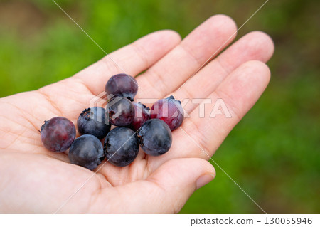 Fresh blueberries in early summer 130055946