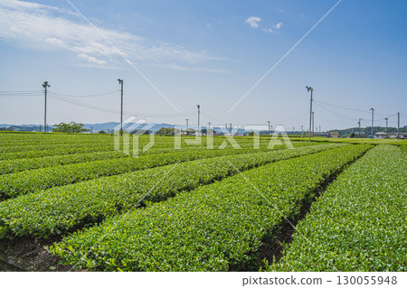 靜岡縣掛川市吉岡大塚古墓週邊茶園風景 130055948