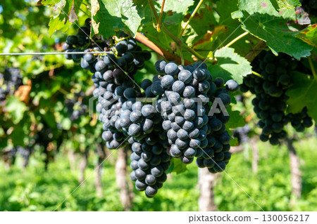 Large bunches of red wine grapes in vineyard. Rows of grape trees. Green vineyards for wine production. 130056217