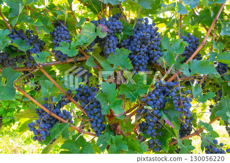 Large bunches of red wine grapes in vineyard. Rows of grape trees. Green vineyards for wine production. Large bunches of red wine grapes in vineyard. Rows of grape trees. Green vineyards for wine production. 130056220