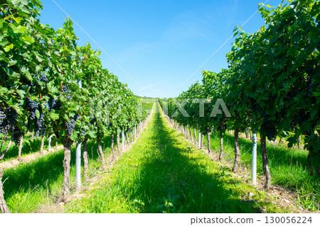 Large bunches of red wine grapes in vineyard. Rows of grape trees. Green vineyards for wine production. 130056224
