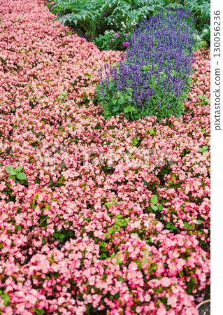 A beautifully vibrant blooming garden bed is filled with an astonishing assortment of lovely pink and purple flowers, which together create an impressive visual delight for all who behold it A beautifully vibrant blooming garden bed is filled with an astonishing assortment of lovely pink and purple flowers, which together create an impressive visual delight for all who behold it 130056236