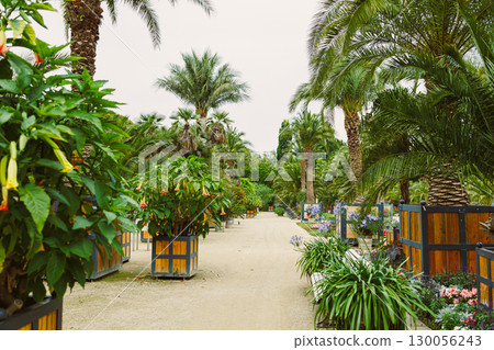 A beautiful and lush botanical pathway that winds through a vibrant garden landscape, surrounded by a variety of tropical plants and colorful blooms, creating a stunning and serene environment 130056243