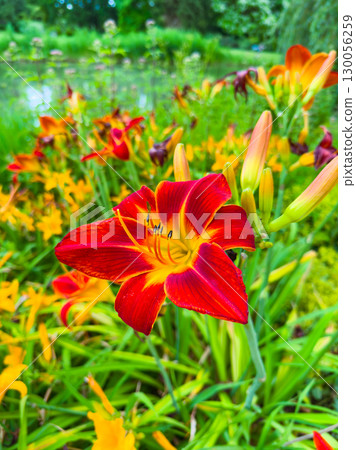 A stunning display of vibrant red and yellow daylily blooms flourishes in a picturesque garden landscape, showcasing the beauty of nature and enhancing the outdoor experience of this serene setting 130056259