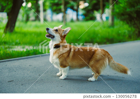 A playful Corgi frolics joyfully in a sunny park, exploring the lush greenery with excitement and curiosity, showcasing its cheerful nature and energy on this perfect day outdoors 130056278