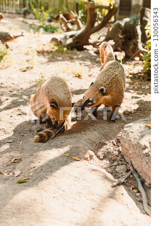 Playful Coatis forage in their lush and vibrant habitat, showcasing their innate curiosity and social behavior, which play a vital role in maintaining the balance and health of our ecosystem 130056343