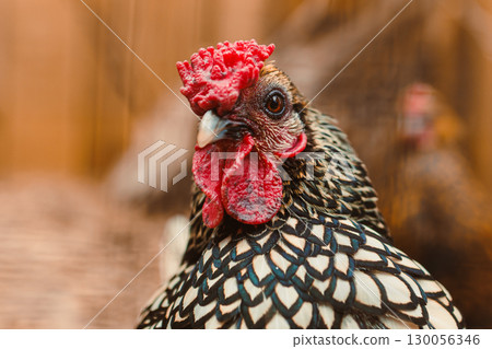 This is a detailed closeup of a beautifully feathered chicken that showcases its intricate patterns and vivid red comb, highlighting the remarkable features of this lovely bird in nature 130056346