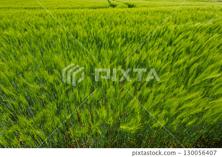 A large field with green spikelets. A field where rye and wheat ripen. 130056407