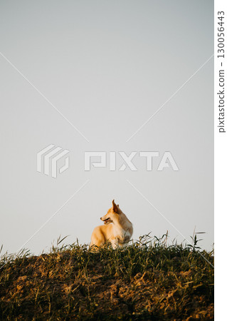 A Serene Canine Enjoying the Peaceful Moment on a Hilltop at Sunset Embodying Tranquility in the Heart of Nature in all its Beauty and Splendor, a perfect scene to appreciate and capture A Serene Canine Enjoying the Peaceful Moment on a Hilltop at Sunset Embodying Tranquility in the Heart of Nature in all its Beauty and Splendor, a perfect scene to appreciate and capture 130056443