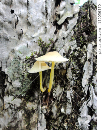 蘑菇種植在樹上 130056570