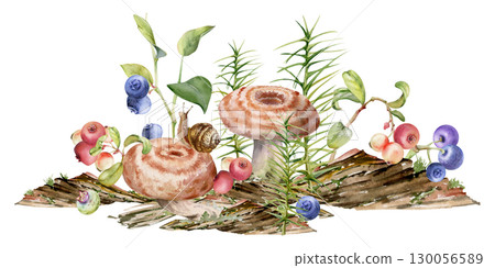 Lactarius milk-cap russula striped mushroom fungus, snail on cap, blackberry cranberry lingonberry blueberry, horsetail plant on bark with moss lichen growth. Illustration hand drawn in watercolor. 130056589
