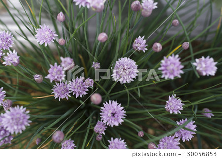 紫色的韭菜花正在盛開。學名是 Allium schoenoprasum。 130056853