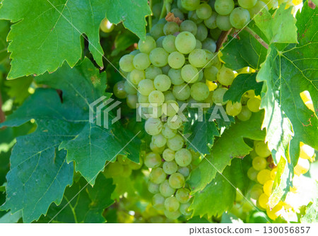 Large bunches of red wine grapes in vineyard. Rows of grape trees. Green vineyards for wine production. Large bunches of red wine grapes in vineyard. Rows of grape trees. Green vineyards for wine production. 130056857
