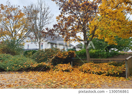 Trees with yellow, orange leaves in the garden. Nature colorful background. 130056861