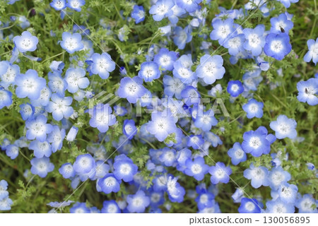 Nemophila 的藍色花朵正在盛開。學名是Nemophila。 130056895