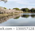 I took a photo of cherry blossoms in full bloom 130057128