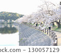Photographing cherry blossoms in full bloom 130057129