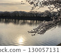 I took a close-up shot of cherry blossom petals in the evening 130057131