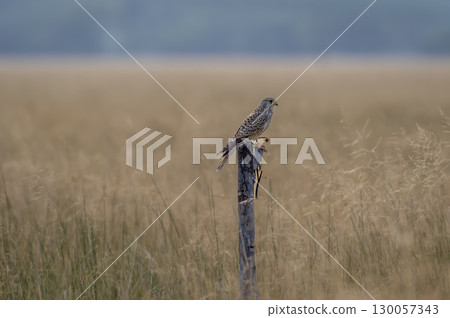 Common kestrel or european kestrel or Falco tinnunculus bird perched on branch during winter migration in grassland landscape of velavadar national park Bhavnagar gujrat india asia 130057343