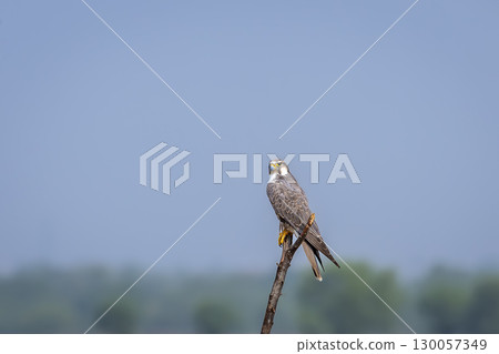Laggar falcon or Falco jugger an angry and migratory bird Sitting on perch with green background during winter morning in an open grass field of tal chhapar blackbuck sanctuary rajasthan india asia 130057349