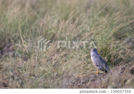 Montagu harrier male or Circus pygargus with eye contact migratory bird ground perched in green grass or meadow during winter season migration at tal chhapar sanctuary churu rajasthan india asia Montagu harrier male or Circus pygargus with eye contact migratory bird ground perched in green grass or meadow during winter season migration at tal chhapar sanctuary churu rajasthan india asia 130057350