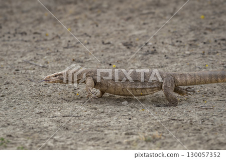 Wild monitor lizard or bengal monitor or common indian monitor or varanus bengalensis with his tongue out in outdoor wildlife safari at forest in india Wild monitor lizard or bengal monitor or common indian monitor or varanus bengalensis with his tongue out in outdoor wildlife safari at forest in india 130057352