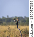 Common kestrel or european kestrel or Falco tinnunculus bird perched on branch during winter migration in grassland landscape of velavadar national park Bhavnagar gujrat india asia 130057354