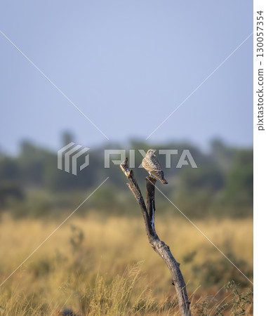 Common kestrel or european kestrel or Falco tinnunculus bird perched on branch during winter migration in grassland landscape of velavadar national park Bhavnagar gujrat india asia 130057354
