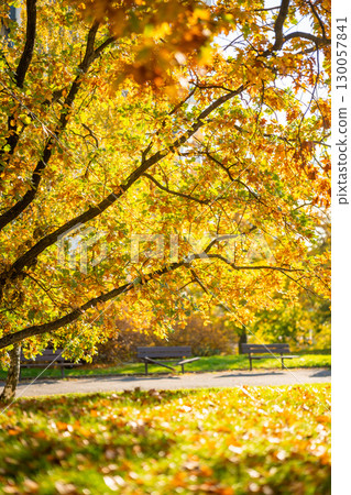 Scenic autumn park with yellow leaves, natural fall background with warm colors and golden foliage, peaceful outdoor landscape for seasonal lifestyle and nature themes Scenic autumn park with yellow leaves, natural fall background with warm colors and golden foliage, peaceful outdoor landscape for seasonal lifestyle and nature themes 130057841