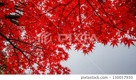 Autumn season background with red maple leaves on tree branches, beautiful japanese garden nature for fall wallpaper with copy space on gray sky Autumn season background with red maple leaves on tree branches, beautiful japanese garden nature for fall wallpaper with copy space on gray sky 130057930