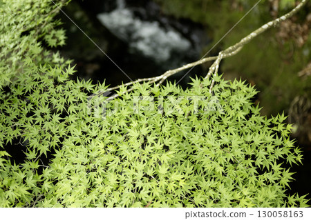Scenery of young maple leaves hanging over a stream in early summer - 4 Scenery of young maple leaves hanging over a stream in early summer - 4 130058163