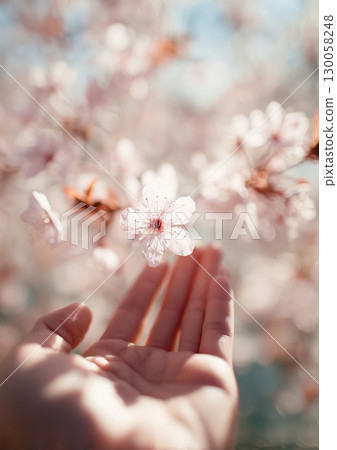 Soft dreamy close up of hand reaching towards delicate cherry blossom flower in spring sunlight Soft dreamy close up of hand reaching towards delicate cherry blossom flower in spring sunlight 130058248