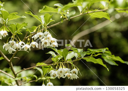 初夏盛開的雪鈴花 初夏盛開的雪鈴花 130058325