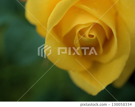 The beautiful yellow rose "Izu no Odoriko (Carte d'Or)" bloomed in May The beautiful yellow rose "Izu no Odoriko (Carte d'Or)" bloomed in May 130058334